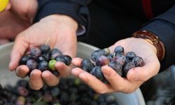 Artvin’de Butko Zeytini Hasadı Devam Ediyor