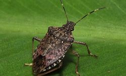 Kahverengi Kokarca Fındık Zararı Yüzde 100’e Yaklaştı