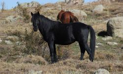 Kumalar Dağı’nda Yılkı Atları ve Bulutların Dansı Büyüledi