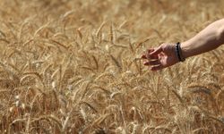 Küresel Tahıl Üretimi Tüm Zamanların Zirvesine Ulaşıyor