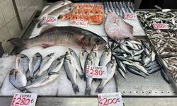 Kilosu Bin Liradan Tezgâha İndi! 7,5 Kiloluk Dev Levrek İlgi Odağı Oldu