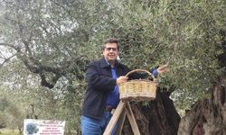 Dünya Zeytin Ağacı Günü Don ve Kuraklığın Gölgesinde Buruk Kutlandı