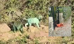 Kocaeli’de Boyanmış Köpeklerin sırrı ne?