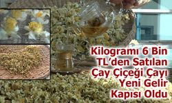 Kilogramı 6 Bin TL’den Satılan Çay Çiçeği Çayı Yeni Gelir Kapısı Oldu