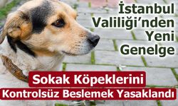 İstanbul Valiliği’nden Yeni Genelge: Sokak Köpeklerini Kontrolsüz Beslemek Yasaklandı