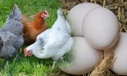 Eylül Ayında Tavuk Eti Üretimi Azaldı, Yumurtada Artış Görüldü!