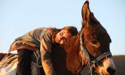 9 Yaşındaki Ayşe Yaren, Eşek Sırtında Koyun Güderek Geleceğe Hazırlanıyor