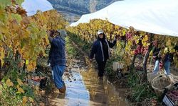 Yağmur ve çamura aldırış etmeden üsüm hasadı sürüyor!