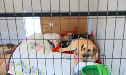 Manisa’da Sahiplendiği Köpekleri Sokağa Terk Eden Kadına 172 Bin TL Ceza