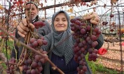 Feruziye Nine’den Kış Ortasında Üzüm Hasadı