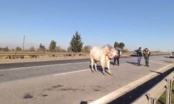 Firari angusları uyuşturucu iğneyle vurdular!