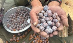 Kozalakları kızgın ateşte saatlerce kaynatarak şifa deposuna dönüştürüyorlar