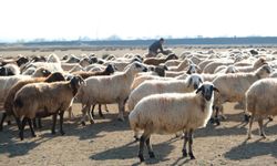 Kurak ve Ilık Hava Küçükbaş Üreticisini Meraya Döndürdü