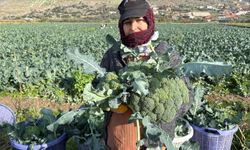 Brokoli Hasadı Başladı: Yeşil Altın Tarladan Pazara Üçe Katlanıyor