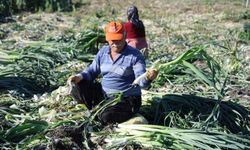 Kozan'da pırasa hasadı başladı: 20-22 TL'den alıcı buluyor