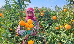 Yeni Yıl Öncesi Narenciye İhracatı Hızlandı: Fiyatlar Düşük, Hasat Yoğun