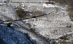 Karadeniz’de Kar Yağışı Fındık ve Tarım Ürünlerine Can Suyu Oldu