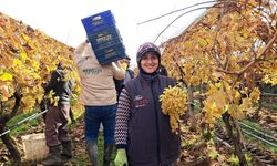 Yeni yıl üzümleri yola çıkmaya başladı