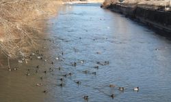 Sibirya’dan göç eden yeşilbaşlı ördekler Çoruh Nehri’ni mesken tuttu