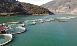 Türk somonu ihracatı 500 milyon dolara ulaştı