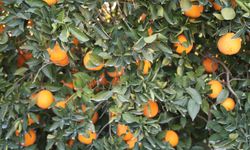 Tescilli Kozan Portakalında Hasat Başladı: Bahçede Kilosu 10-13 TL