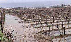 Yağmurlar bağcıların yüzünü güldürdü