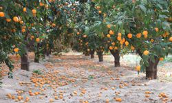 Hatay’da Mandalina Dalında Çürüdü, Çiftçi Ürünü Bedavaya Vermeye Razı