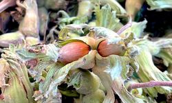 Uludağ'ın fındığı destek bekliyor!