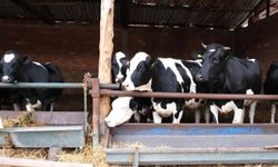Pilot uygulama Amasya’da başladı: Süt ineklerinden etçi buzağı üretilecek