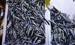 Türkiye’nin Hamsi İhracatında Avrupa Ülkeleri İlk Sırada