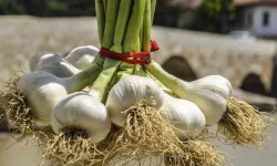 Taşköprü sarımsağı için yevmiye ücreti bin 350 lira oldu