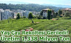 Yaş Çay Rekoltesi Geriledi: Üretim 1,338 Milyon Ton Oldu