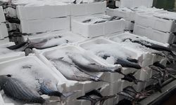 Tekirdağ açıklarında torik bereketi balıkçıları sevindirdi