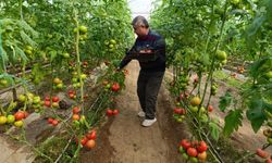 Simav'da yetişen 'coğrafi işaretli' Eynal domatesi pazarlarda ilgi görüyor