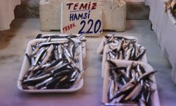 Karadeniz’den Taze Hamsi Geldi, Pazarda Hareketlilik Başladı