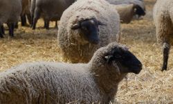 Bandırma Koyunu ırk tesciline hazırlanıyor!