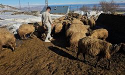 Süphan Dağı’nın eteklerinde zorlu hayvancılık mesaisi 5