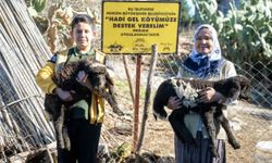 Mersin'de 360 yetiştiriciye 9 bin küçükbaş desteği