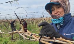 Sarıgöl Ovası’nda bağlarda yoğun mesai
