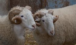 Koyunlarda Suni Tohumlama Dönemi Başlıyor