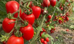 Antalya hallerinde fiyatlar sert yükseldi, işlem miktarı geriledi