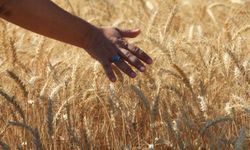 Dünya tahıl üretiminde rekor beklentisi: 133 milyon tonluk artış