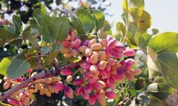 Gaziantep Ticaret Borsası Başkanı Akıncı'dan Antep Fıstığı Açıklaması