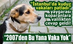 İstanbul Valiliği’nden ‘Kuduz vakalarında artış’ açıklaması!