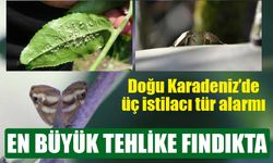Doğu Karadeniz’de üç istilacı tür alarmı