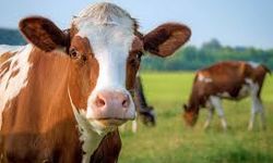 Büyükbaş hayvan sayısı 2025 yılında 17 milyon 709 bin baş oldu