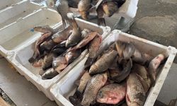 İstilacı İsrail sazanları balıkçılara gelir kaynağı oldu