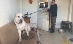 Sınır Dışı Edilen Rus Kadının Evinde 12 Hayvan Kurtarıldı