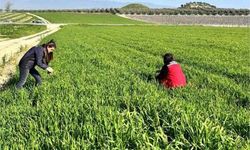 Buğday üreticilerine ‘Septorya’ uyarısı!