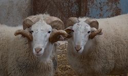 Türkiye'nin en değerli koçları rekor fiyatlara satılıyor